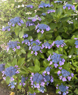 Ajisai